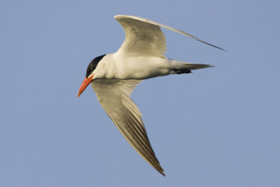 Caspian Tern.jpg
