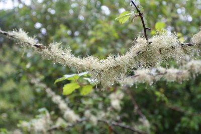Ft-Clatsop-wet-moss