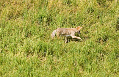 Coyote Hunting in Lamar Valley