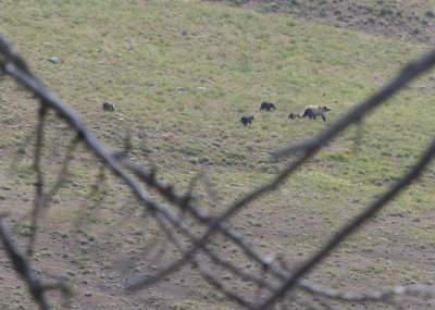 Bear with 4 cubs on Mt Washburn