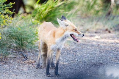 Fox near Yellowstone River