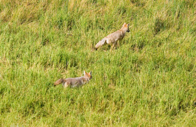 Two Coyotes hunting dinner in Lamar Valley