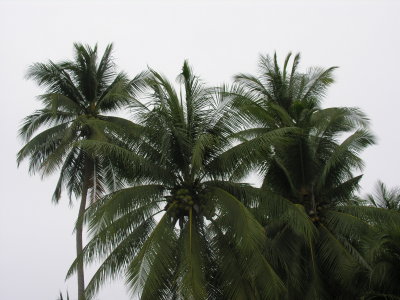 Coconut Farm