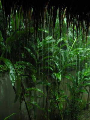 Heavy Rain in the Jungle