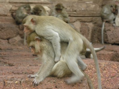 Lopburi, Monkey Temple