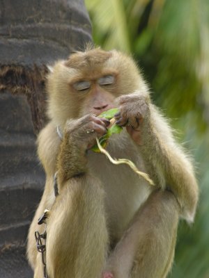 Coconut Monkeys