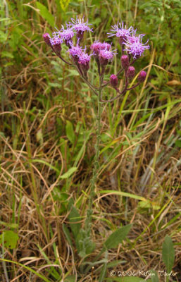 Carphephorus tomentosus