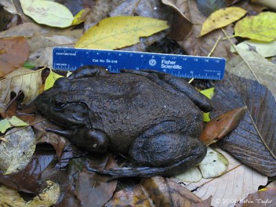 Creek Frog