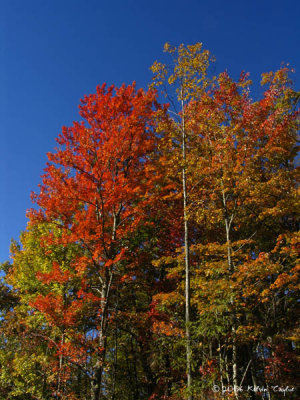 Fall colour in SC