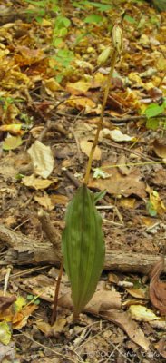 Aplectrum hyemale leaf and seed pods