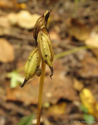 Aplectrum hyemale seed pods