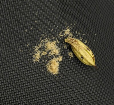 Aplectrum hyemale seeds