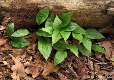 Tipularia discolor