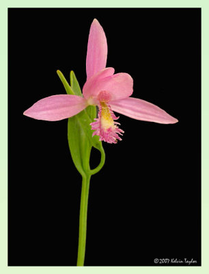 Pogonia ophioglossoides