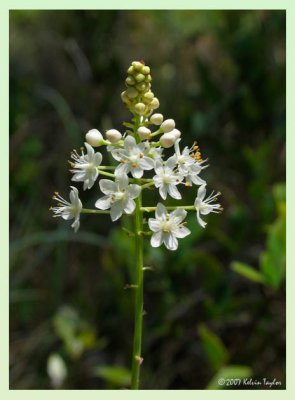 Amianthium muscitoxicum or Stenanthium densum?