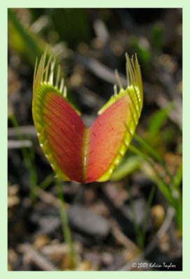 Dionaea muscipula