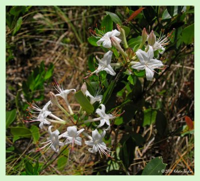 Rhododendron viscosum