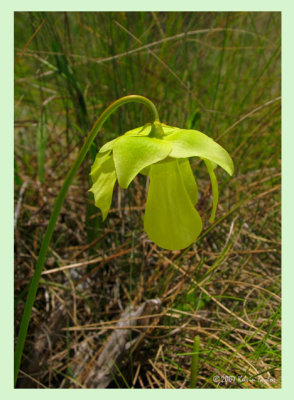 Sarracenia minor