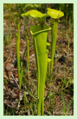 Sarracenia flava