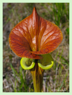 Sarracenia flava