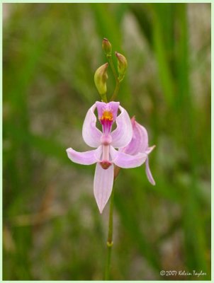 Calopogon pallidus