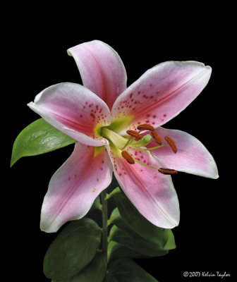 Pink Garden Lily