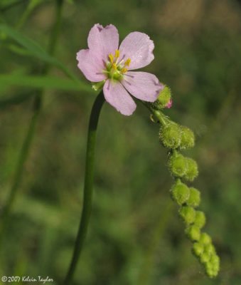 Drosera filiformis