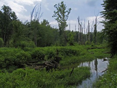The swamp downstream of Dial Creek