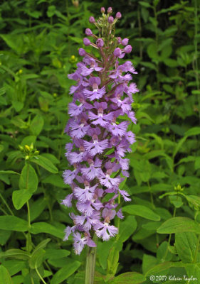 Platanthera psycodes