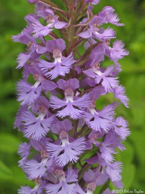 Platanthera psycodes