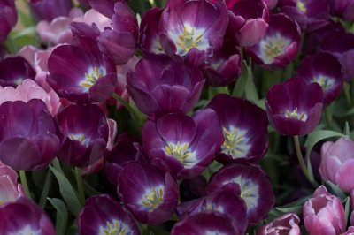 Mall of America tulip show