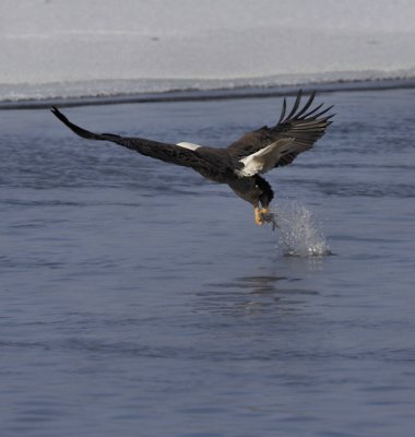 Bald eagle