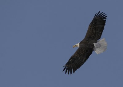 Bald eagle