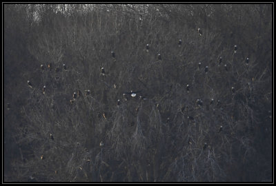 Bald eagles
