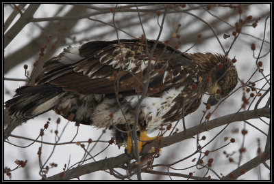 Juvenile bald eagle