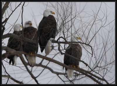 Bald eagles