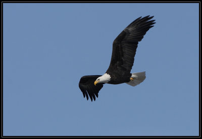 Bald eagle