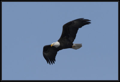 Bald eagle