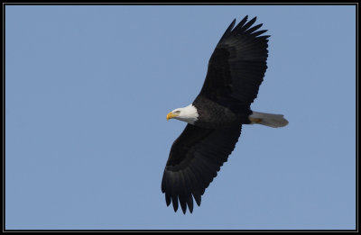 Bald eagle