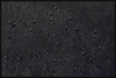 Bald eagles
