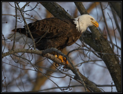 Bald eagle
