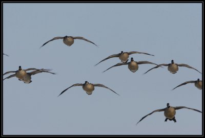 Canada geese