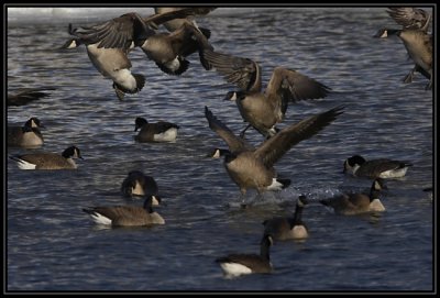 Canada geese