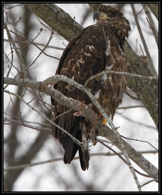 Juvenile bald eagle