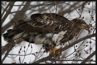 Juvenile bald eagle