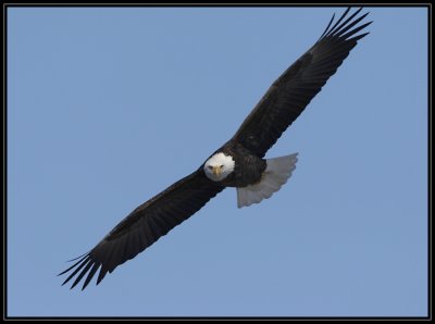 Bald eagle
