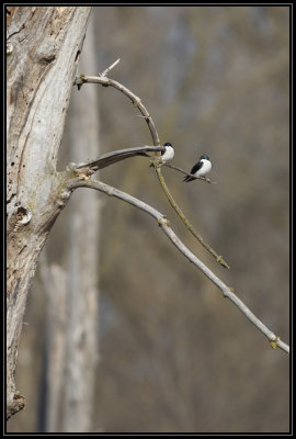 Tree swallows