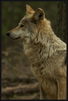 Mexican wolf