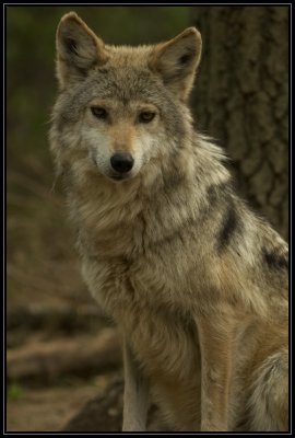 Mexican wolf