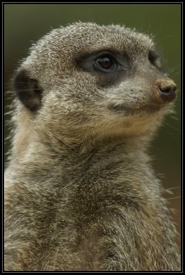 Meerkat